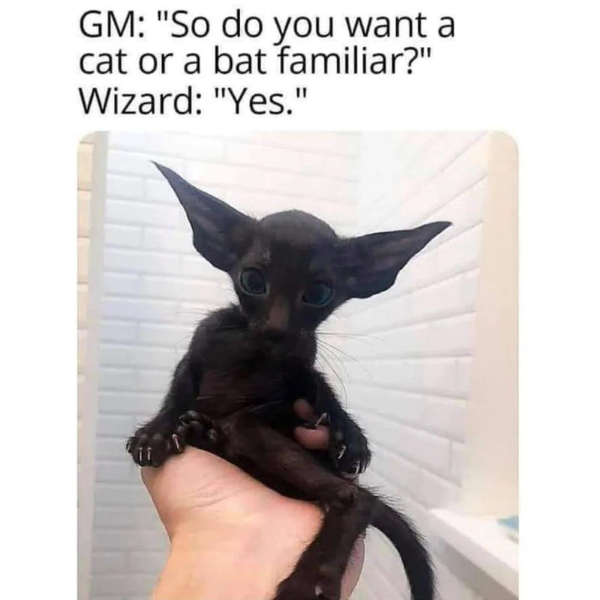 bat cat meme - Gm "So do you want a cat or a bat familiar?" Wizard "Yes."