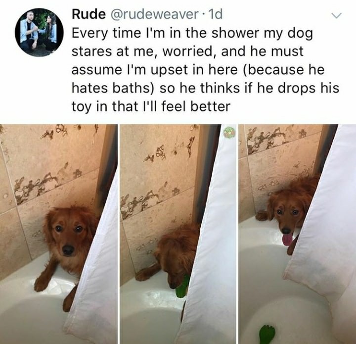 wholesome dogs - Rude .1d Every time I'm in the shower my dog stares at me, worried, and he must assume I'm upset in here because he hates baths so he thinks if he drops his toy in that I'll feel better