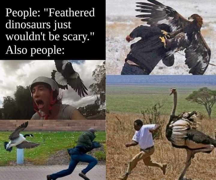 australian magpie memes - People "Feathered dinosaurs just wouldn't be scary." Also people