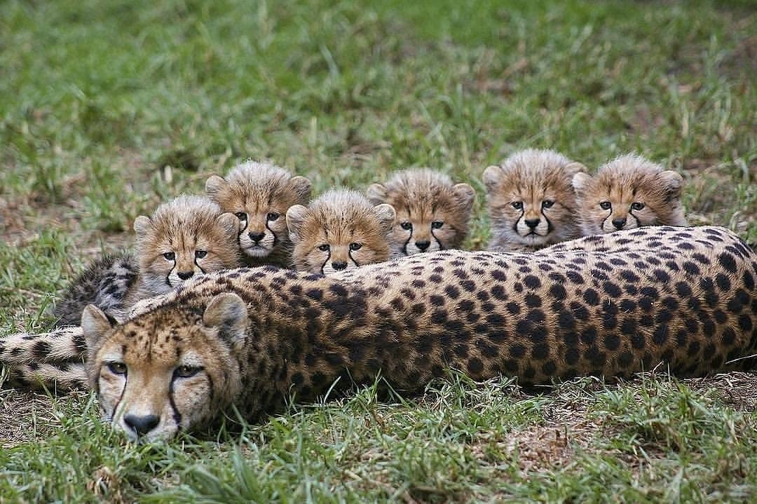 cheetah san diego zoo safari park