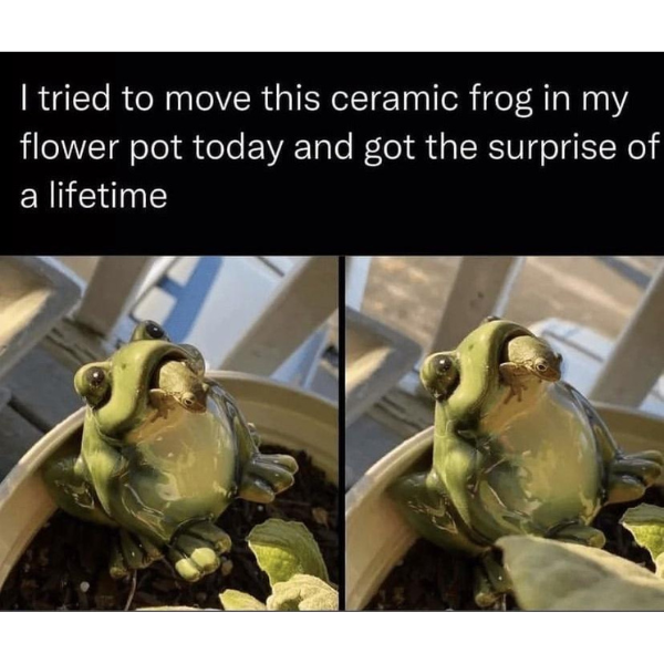 fauna - I tried to move this ceramic frog in my flower pot today and got the surprise of a lifetime