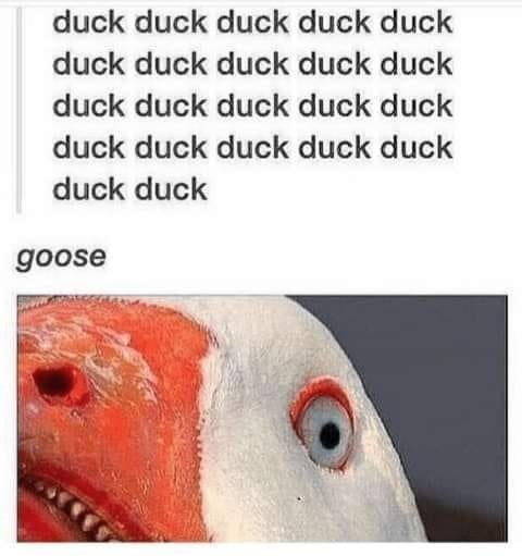 scary goose - duck duck duck duck duck duck duck duck duck duck duck duck duck duck duck duck duck duck duck duck duck duck goose