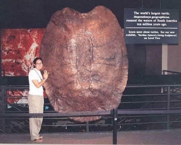 world's largest turtle shell - The world's largest turtle. Stupendemys geographicus roamed the waters of South America ten million years ago, Learn more about turtles. See our new exhibit, "Turtle Nature's Living Sculptures, on Level Two