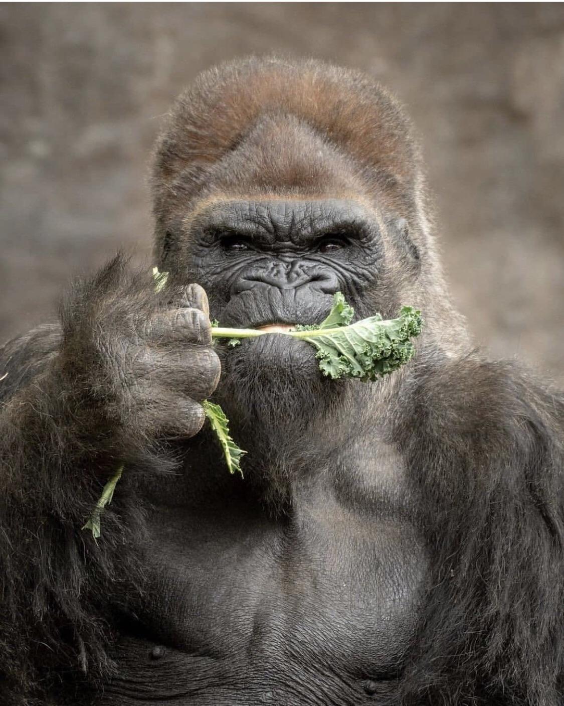 kale gorilla