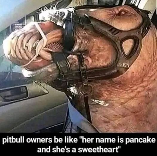 pitbull owners be like her name is pancake and shes a sweetheart - 61 pitbull owners be "her name is pancake and she's a sweetheart"