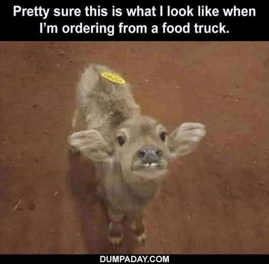 funny random pics and memes - fauna - Pretty sure this is what I look when I'm ordering from a food truck. Dumpaday.Com