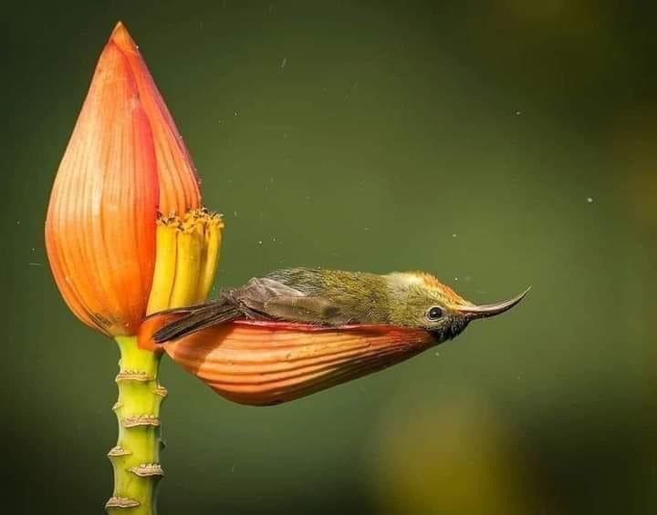 funny random pics and memes - hummingbird sleeping upside down