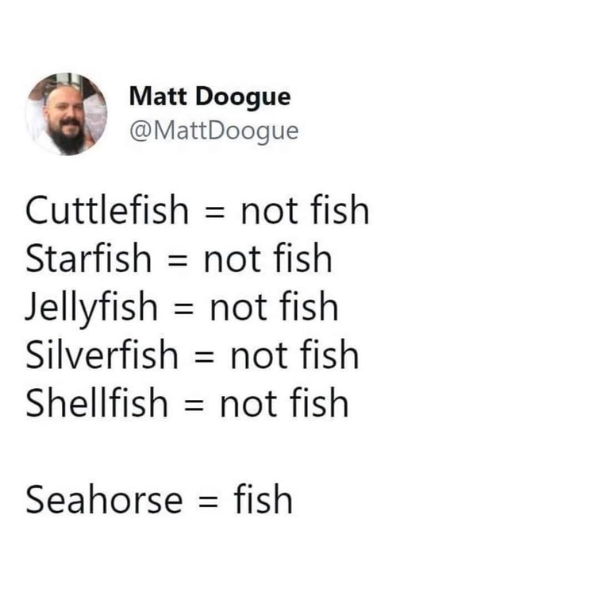 funny and random pics - point - Matt Doogue Cuttlefish not fish Starfish not fish Jellyfish not fish Silverfish not fish Shellfish not fish Seahorse fish