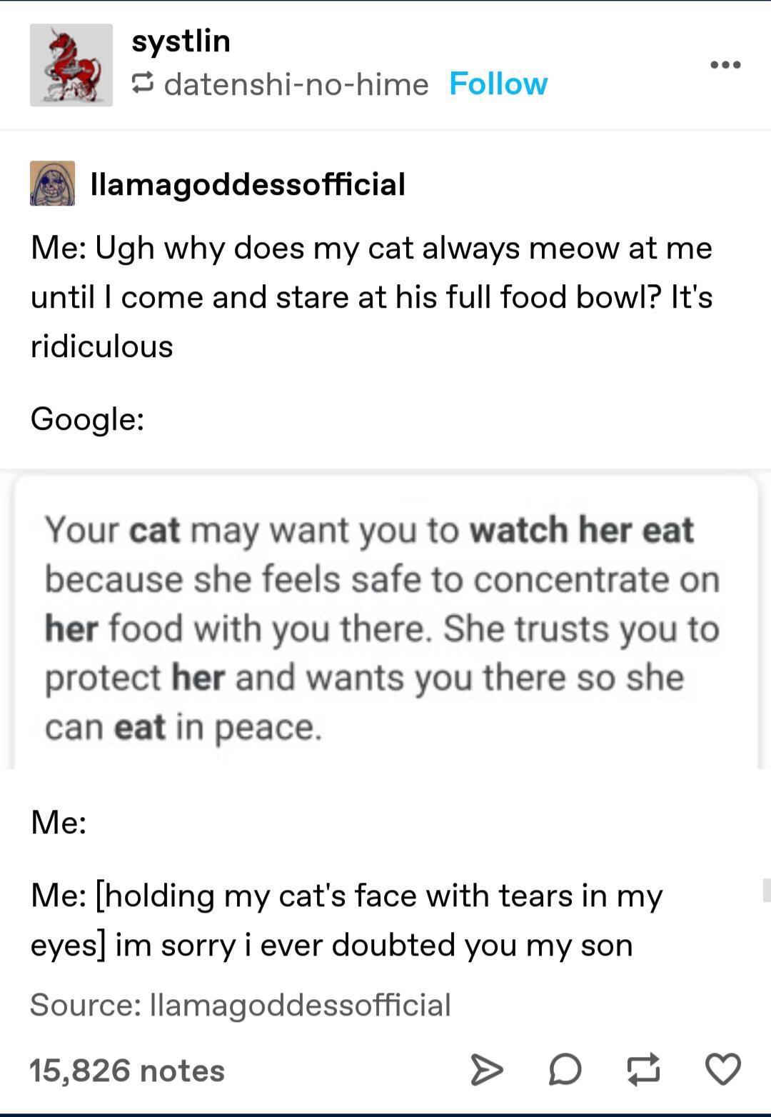 funny and random pics - document - systlin datenshinohime llamagoddessofficial Me Ugh why does my cat always meow at me until I come and stare at his full food bowl? It's ridiculous Google Me Your cat may want you to watch her eat because she feels safe t
