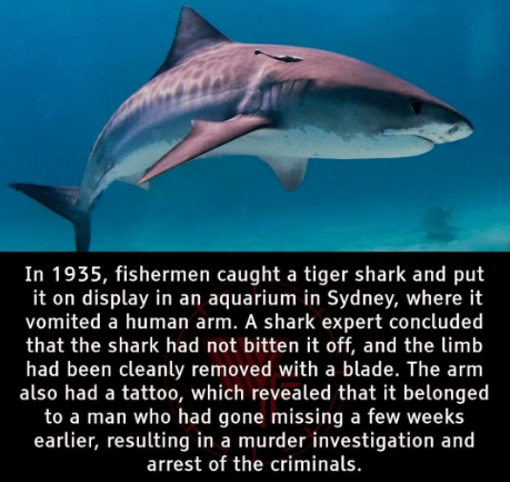 funny and random pics - tiger shark - In 1935, fishermen caught a tiger shark and put it on display in an aquarium in Sydney, where it vomited a human arm. A shark expert concluded that the shark had not bitten it off, and the limb had been cleanly remove