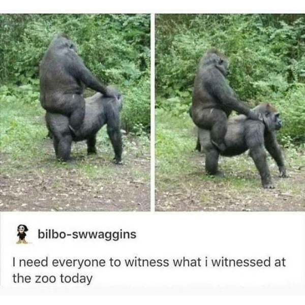 funny randoms and pics - gorilla tumblr posts - bilboswwaggins I need everyone to witness what i witnessed at the zoo today