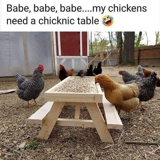 funny and svage memes - fauna - Babe, babe, babe....my chickens need a chicknic table