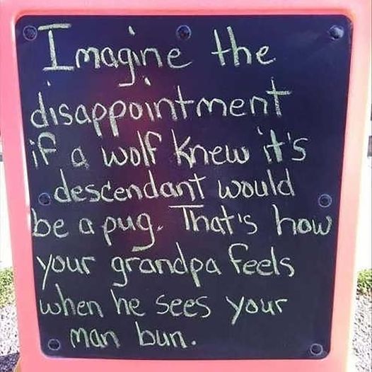 funny and svage memes - blackboard - Imagine the disappointment if a wolf knew it's descendant would be a pug. That's how your grandpa feels when he sees your man bun. O O
