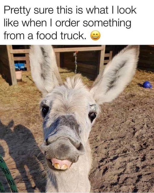 funny and svage memes - donkey - Pretty sure this is what I look when I order something from a food truck. Rena
