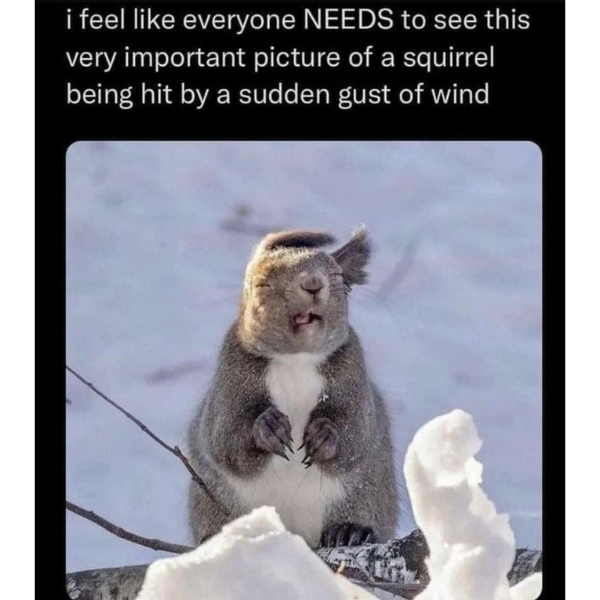 funny and svage memes - fauna - i feel everyone Needs to see this very important picture of a squirrel being hit by a sudden gust of wind