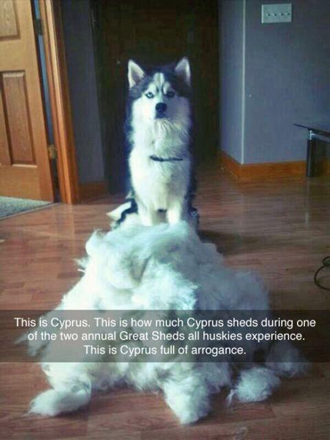 funny and svage memes - funny ready for spring meme - This is Cyprus. This is how much Cyprus sheds during one of the two annual Great Sheds all huskies experience. This is Cyprus full of arrogance.