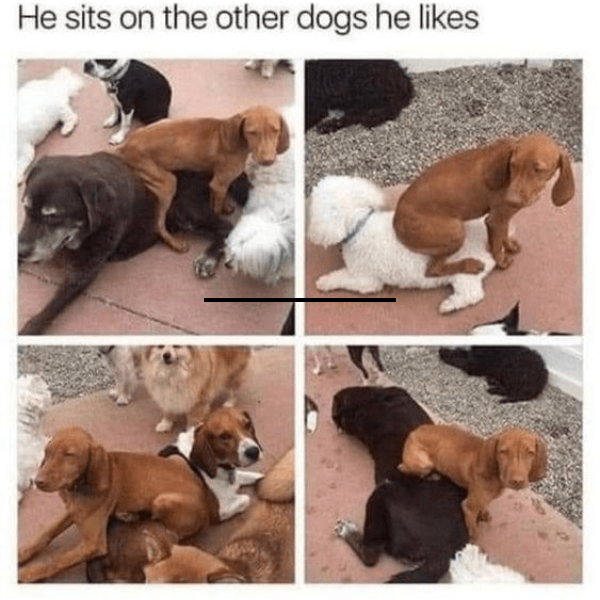 dank memes - dog - He sits on the other dogs he