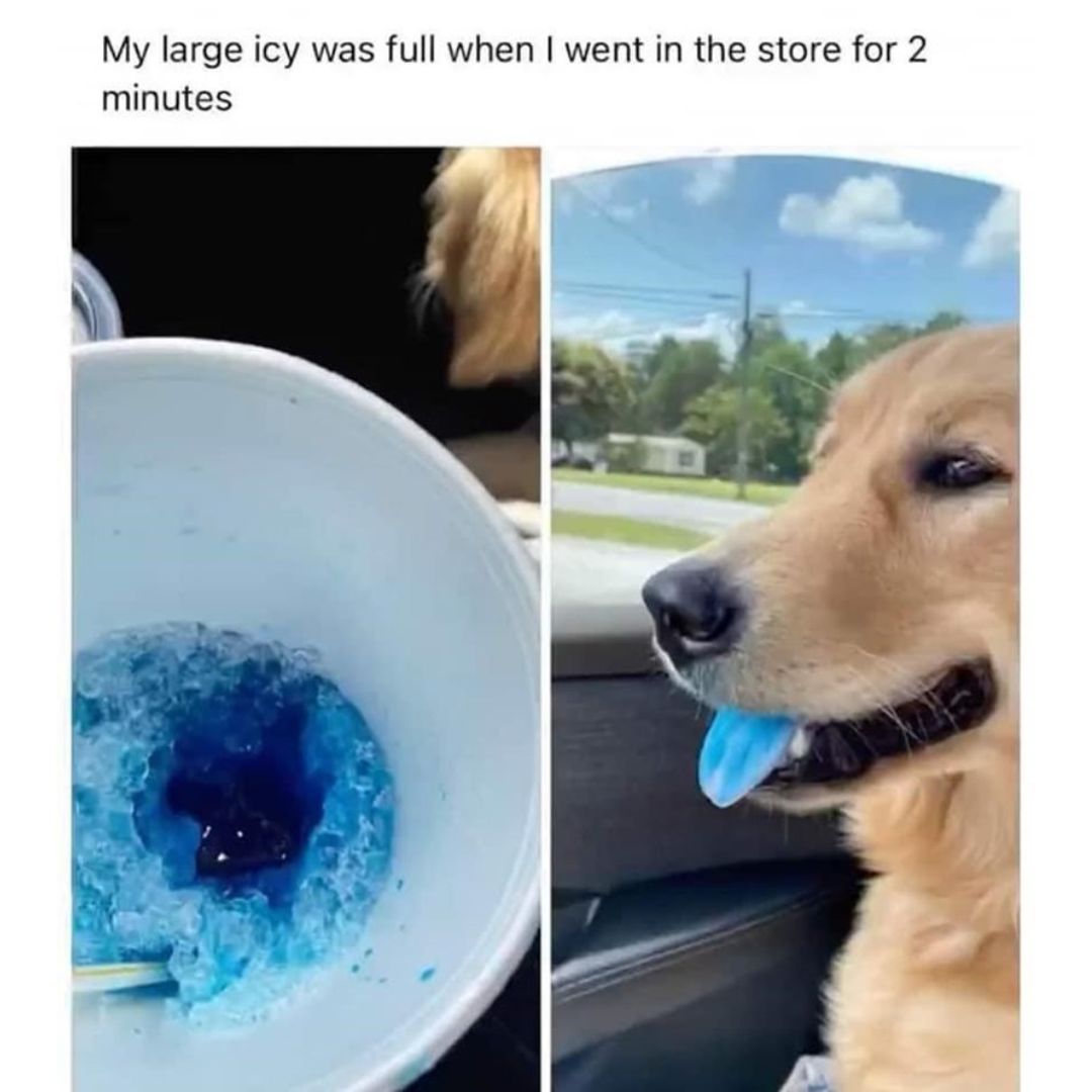 dank memes - dog - My large icy was full when I went in the store for 2 minutes