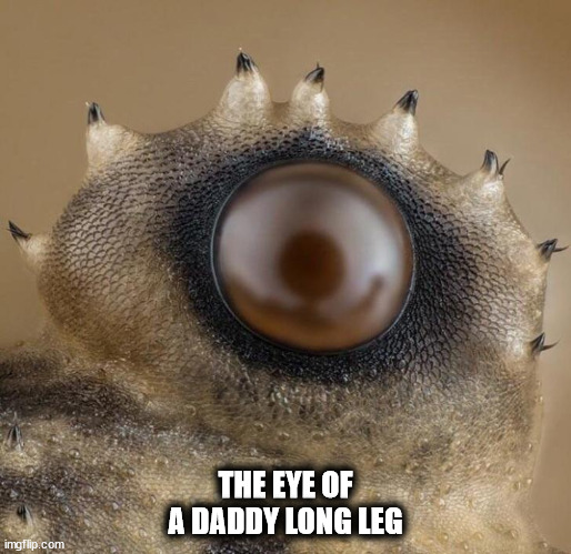 dank memes - spider eye under microscope - imgflip.com The Eye Of A Daddy Long Leg