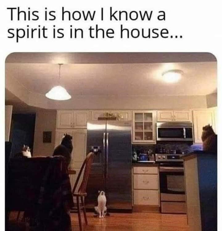 funny pics and memes - ceiling - This is how I know a spirit is in the house... 44