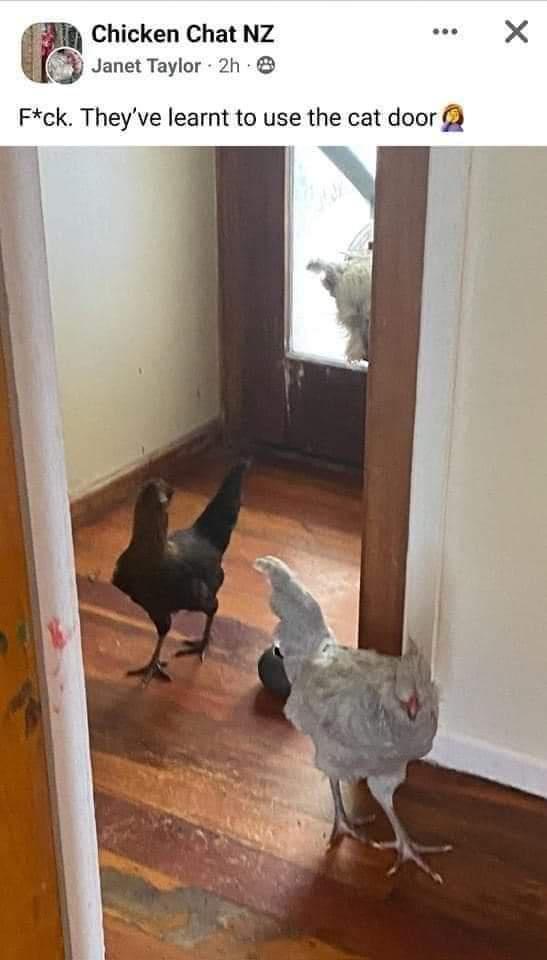 funny pics and memes - fauna - Chicken Chat Nz Janet Taylor 2h 0 Fck. They've learnt to use the cat door X