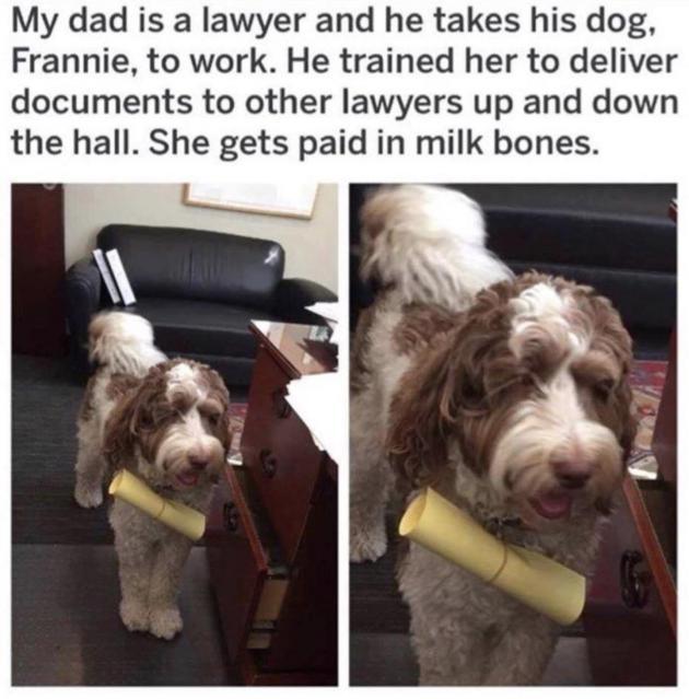 funny memes and pics - dog - My dad is a lawyer and he takes his dog, Frannie, to work. He trained her to deliver documents to other lawyers up and down the hall. She gets paid in milk bones.