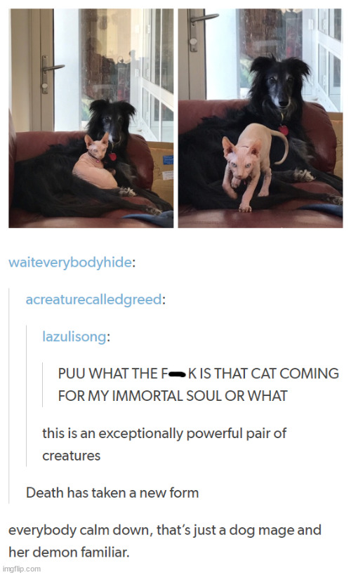 funny memes and pics - dog - waiteverybodyhide acreaturecalledgreed lazulisong Puu What The Fk Is That Cat Coming For My Immortal Soul Or What this is an exceptionally powerful pair of creatures Ws Death has taken a new form everybody calm down, that's ju
