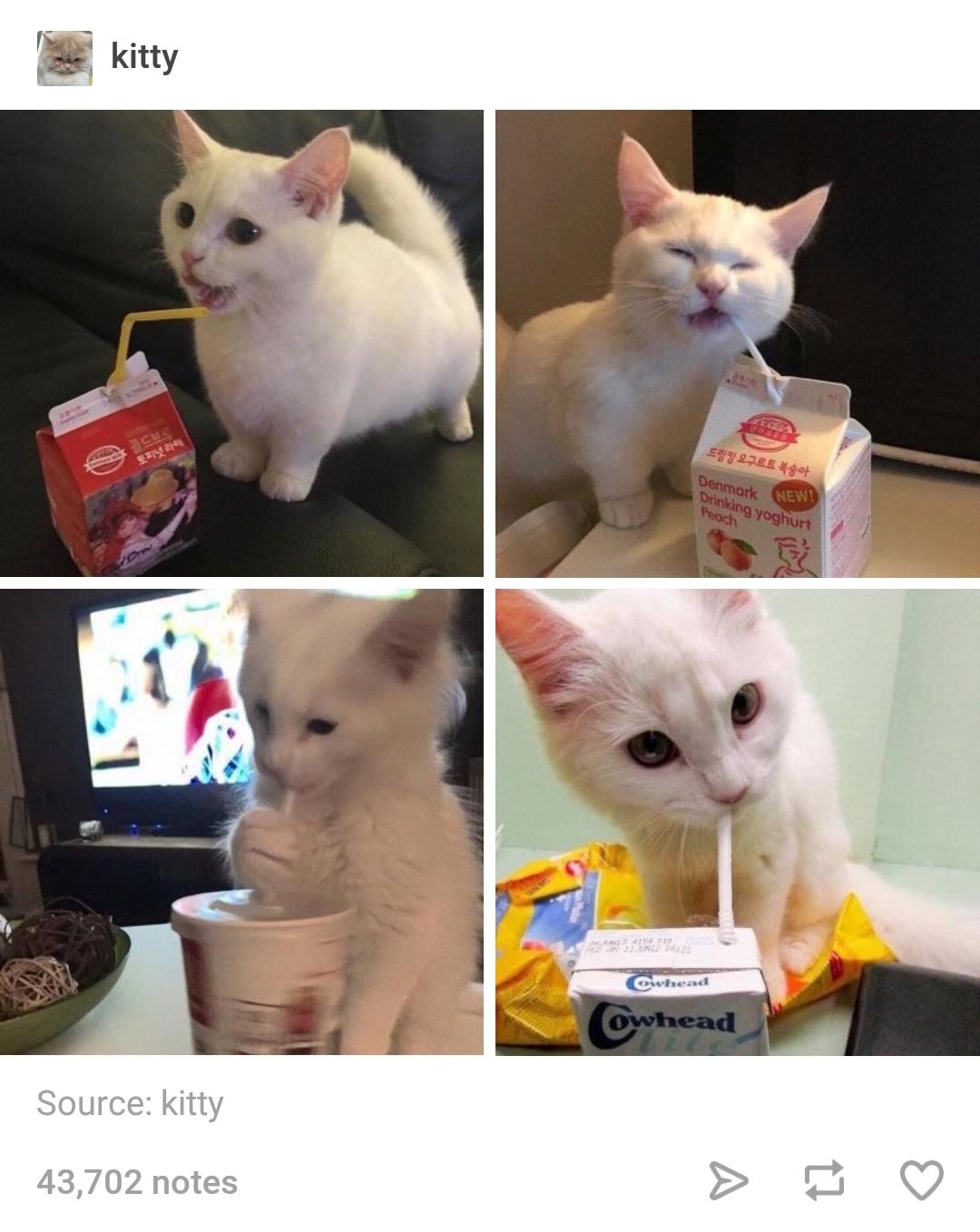 funny memes and pics - photo caption - kitty Cocccon Scur Dre at Source kitty 43,702 notes B Denmark New! Drinking yoghurt Peach whead owhead
