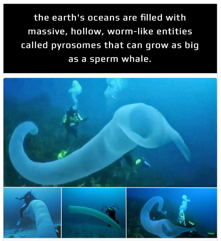 pyrosome worm - the earth's oceans are filled with massive, hollow, worm entities called pyrosomes that can grow as big as a sperm whale. G