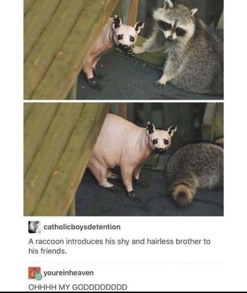 fauna - catholicboysdetention A raccoon introduces his shy and hairless brother to his friends. youreinheaven Ohhhh My Goddd Oddd