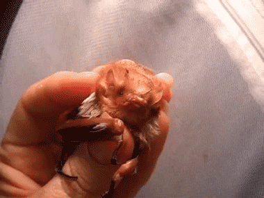 baby squeeze gif
