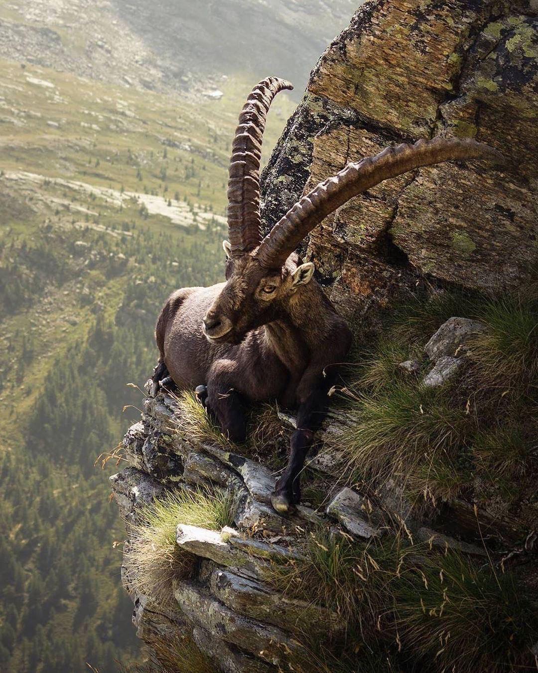 alpine ibex relaxing on the edge