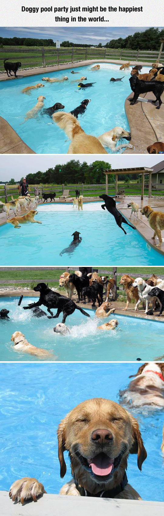 water - Doggy pool party just might be the happiest thing in the world... Baks adid