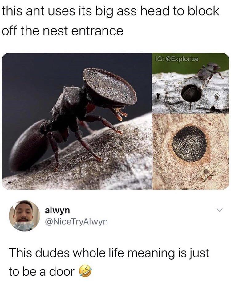 funny memes and pics - turtle ant - this ant uses its big ass head to block off the nest entrance alwyn Ig This dudes whole life meaning is just to be a door