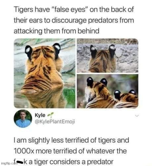 tiger - Tigers have "false eyes" on the back of their ears to discourage predators from attacking them from behind Kyle I am slightly less terrified of tigers and 1000x more terrified of whatever the imgflip.cfmk a tiger considers a predator