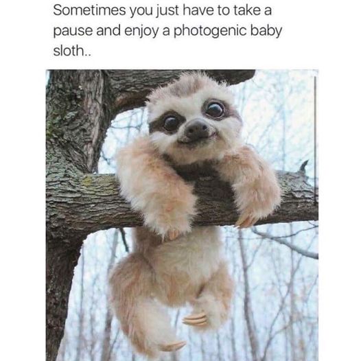 fauna - Sometimes you just have to take a pause and enjoy a photogenic baby sloth..