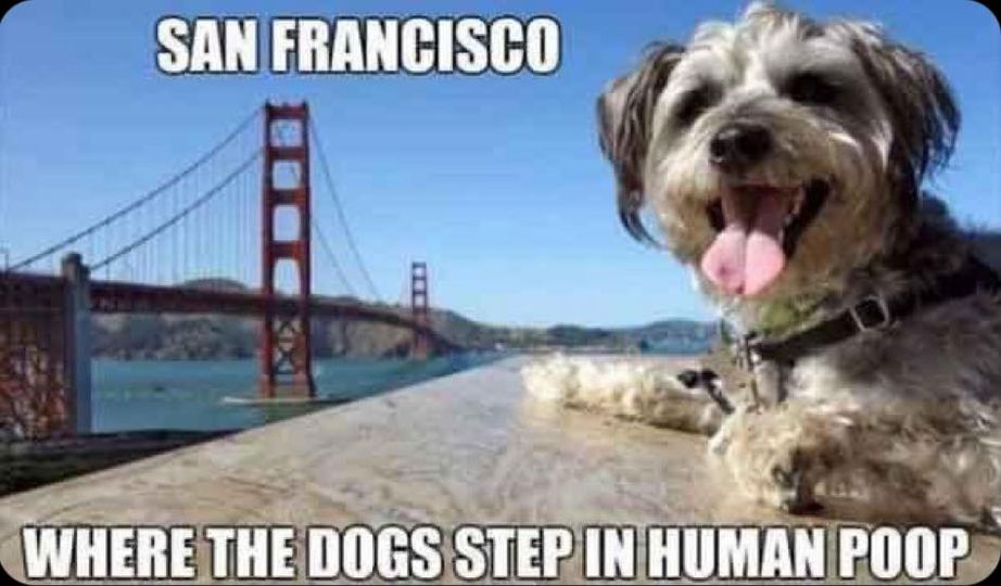 dog - San Francisco Where The Dogs Step In Human Poop
