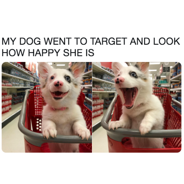 dank memes and pics - photo caption - My Dog Went To Target And Look How Happy She Is 1