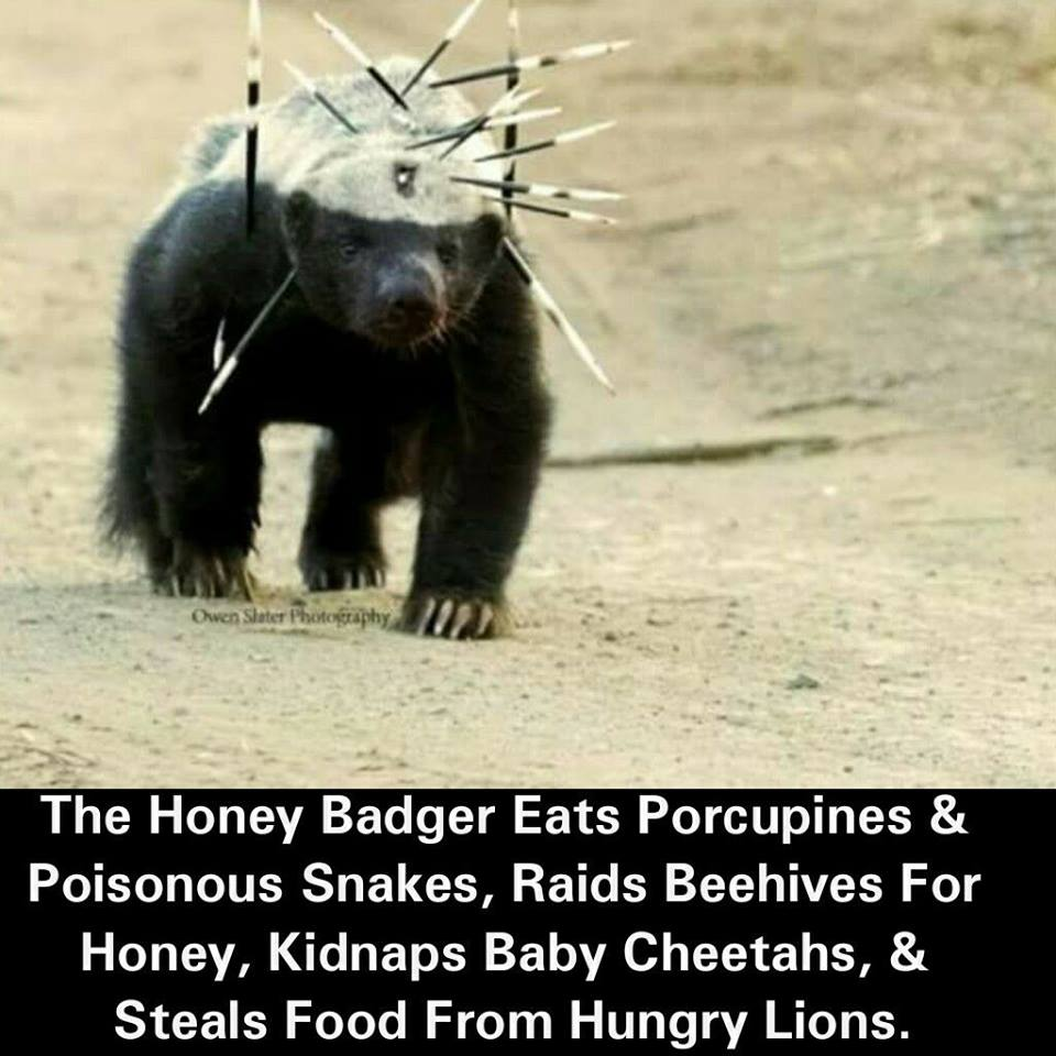 dank memes and pics - john lennon's childhood house - Owen Slater Photograph The Honey Badger Eats Porcupines & Poisonous Snakes, Raids Beehives For Honey, Kidnaps Baby Cheetahs, & Steals Food From Hungry Lions.