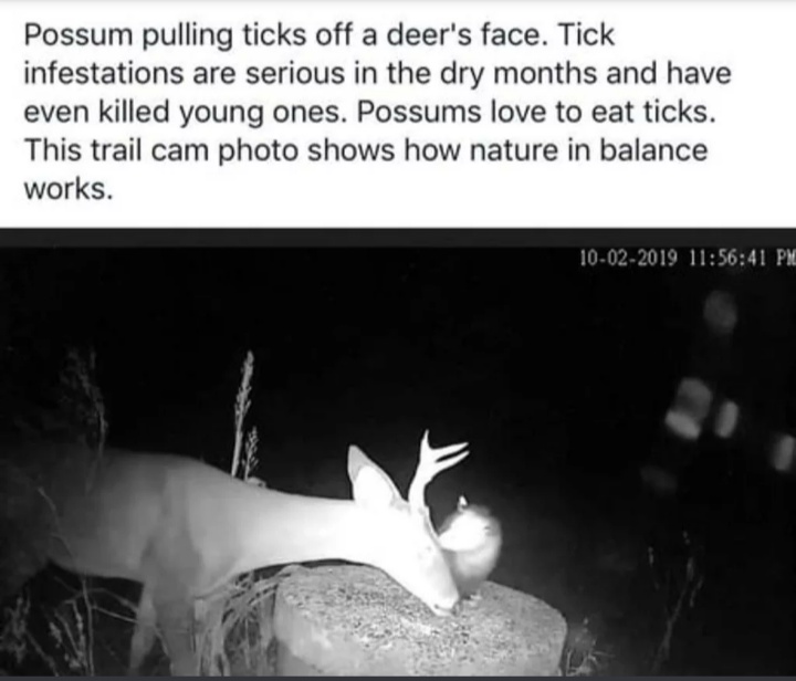dank memes and pics - symbiotic relationship opossum and deer - Possum pulling ticks off a deer's face. Tick infestations are serious in the dry months and have even killed young ones. Possums love to eat ticks. This trail cam photo shows how nature in ba