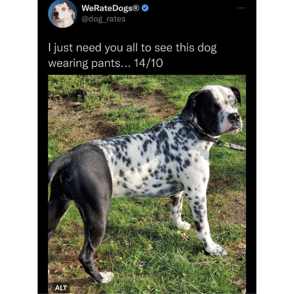 random pics and memes - dalmatian boxer mix - WeRateDogs I just need you all to see this dog wearing pants... 1410 Alt