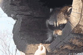 random pics and memes - raccoon taking treat