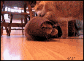 random pics and memes - cat burrito gif - 4GIFS.com