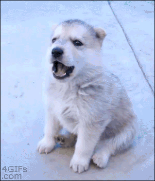 random pics and memes - husky puppy gifs - 20 4GIFS .com