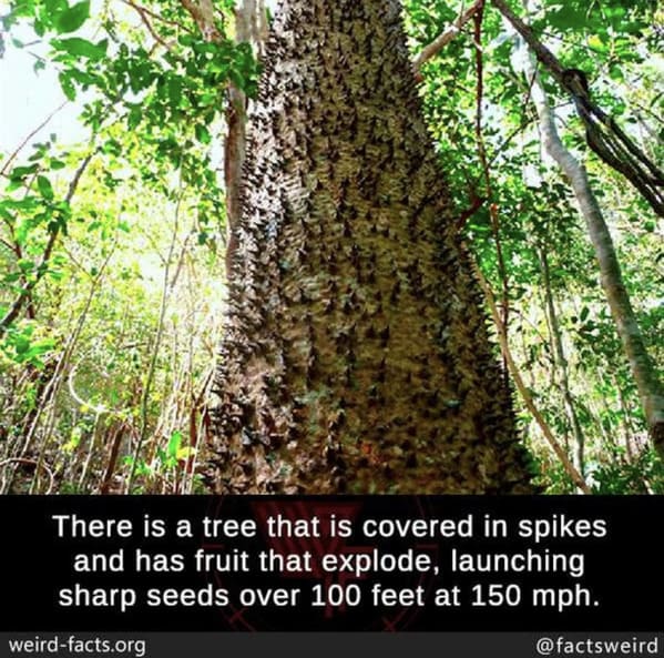 funny randoms - sandbox tree - There is a tree that is covered in spikes and has fruit that explode, launching sharp seeds over 100 feet at 150 mph. weirdfacts.org