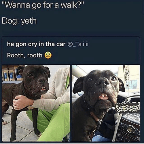funny memes and tweets - rooth rooth meme - "Wanna go for a walk?" Dog yeth he gon cry in tha car Rooth, rooth 1994 Sound Garden 2