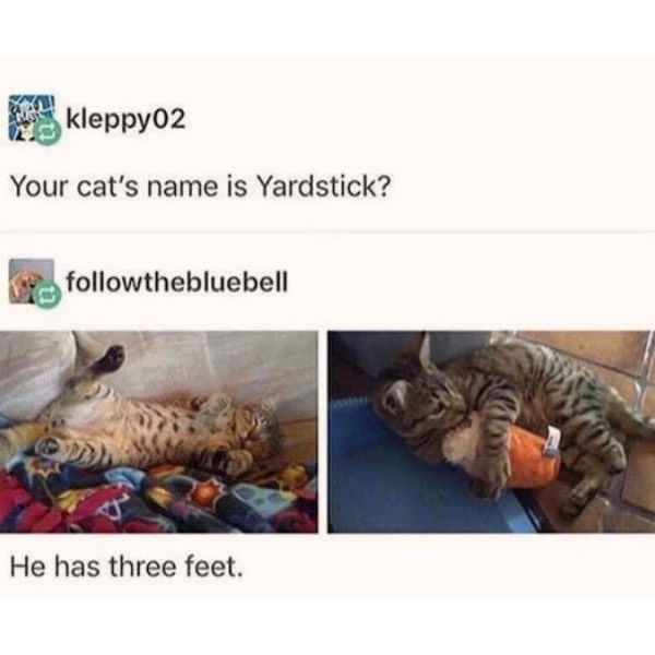funny memes and tweets - fauna - kleppy02 Your cat's name is Yardstick? thebluebell He has three feet.