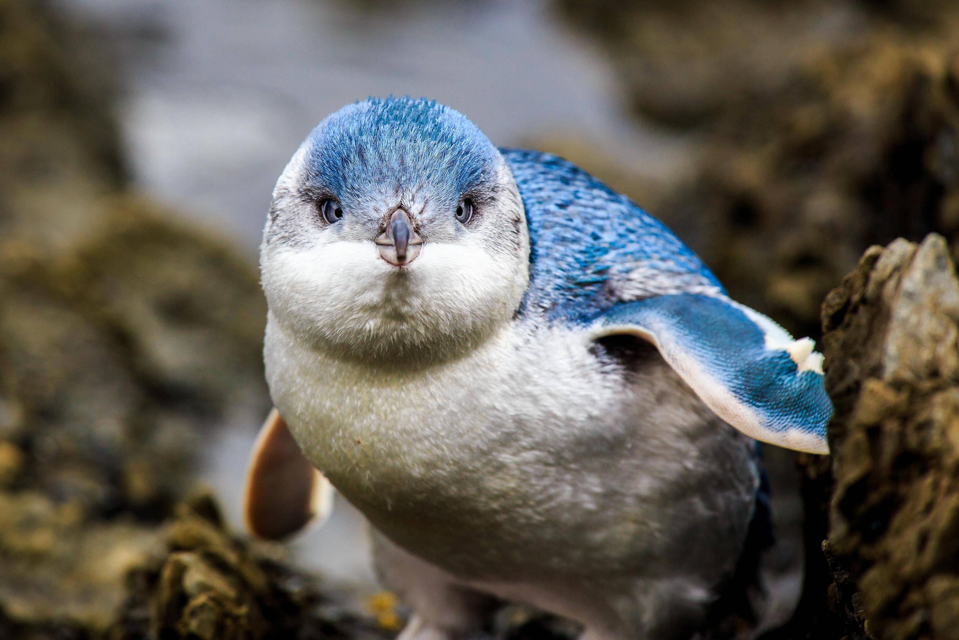 funny memes and tweets - little blue penguin