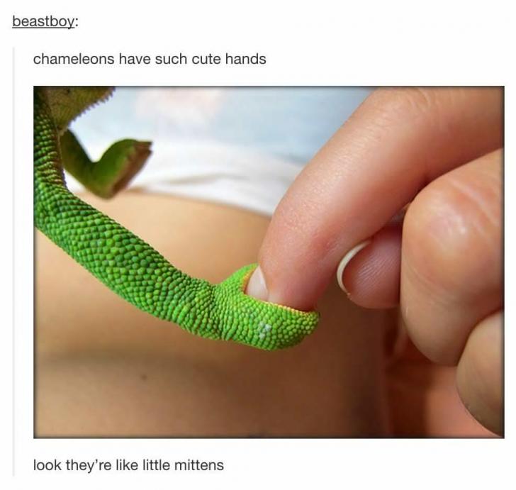funny memes and tweets - chameleon meets human hand - beastboy chameleons have such cute hands look they're little mittens