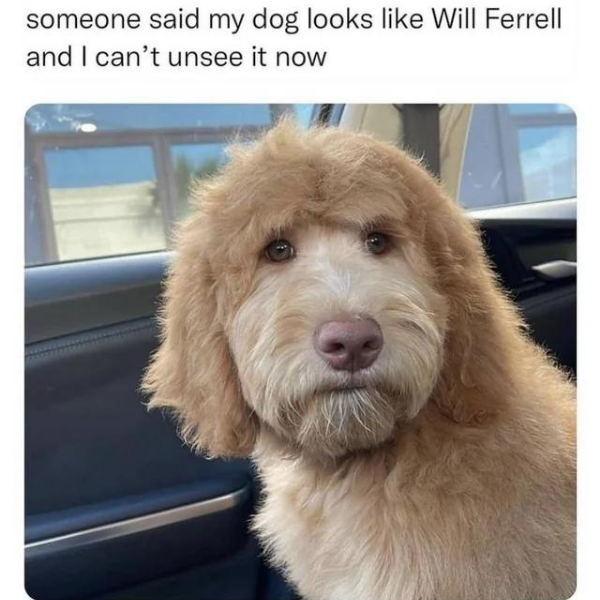 funny randoms - dogs funny memes - someone said my dog looks Will Ferrell and I can't unsee it now
